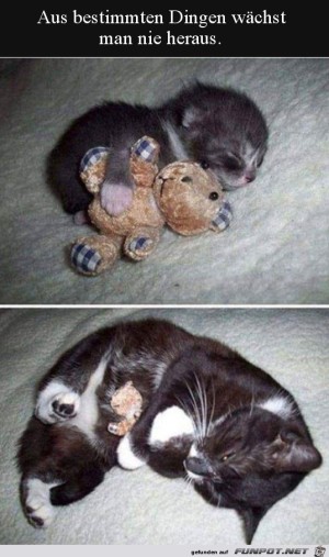 Das-gute-alte-Kuscheltier.jpg auf www.funpot.net