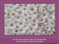 An einer offenen Blte 3