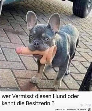 Hund-vermisst.jpg auf www.funpot.net