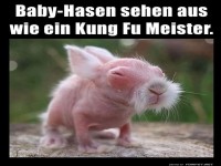 Baby-Hasen