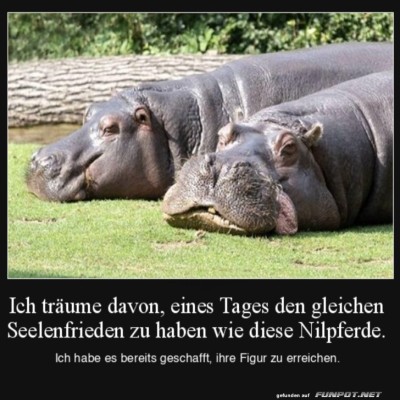 Niedliche-Nilpferde-und-Seelenfrieden.jpg von Joanna