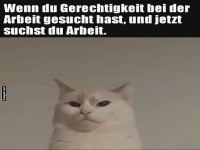 Wenn Arbeit zur Katzensuche wird