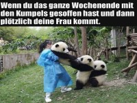 Panda-Party Absturz