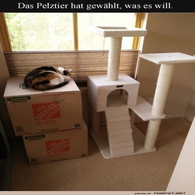 Luxuskratzbaum?-Nein,-danke!.jpg von Jessica46