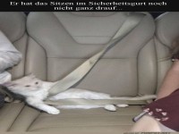 Sicherheitsgurt f�r Katzen: Herausforderung pur!