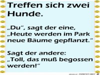 Treffen sich 2 Hunde