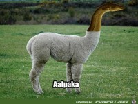 Ein Aalpaka