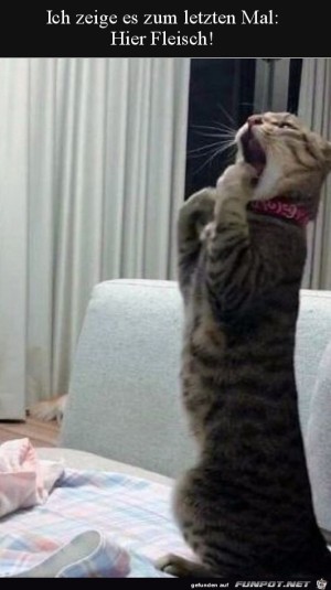 Katze-hat-Hunger.jpg auf www.funpot.net