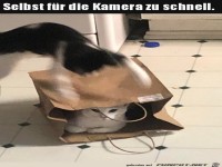 Katzen und T�ten