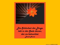 Die Schnheit der Dinge