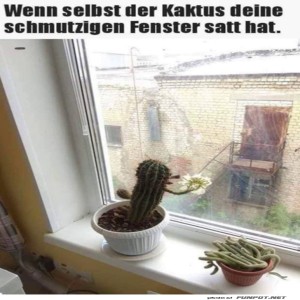 fun-Bild: Dreckige Fenster