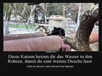 Flauschige Heizk�rper in Aktion