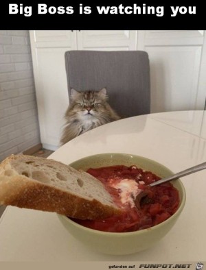 Katze-beobachtet-dich.jpg auf www.funpot.net