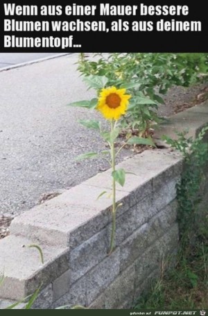 Schne-Blume.jpg auf www.funpot.net