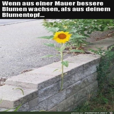 Sch&ouml;ne-Blume.jpg von Lina