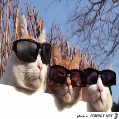 Coole-Truppe.jpg von Mia