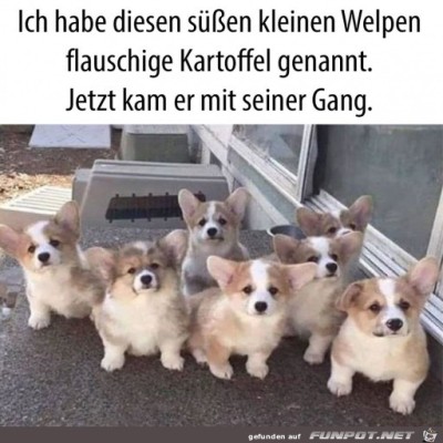 Welpe-mit-Gang.jpg von Ava