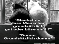 Zwei Katzen und eine philosophische Frage