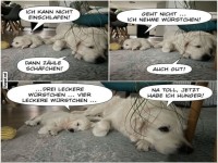 Hunde beim Einschlafen: Witzige Idee