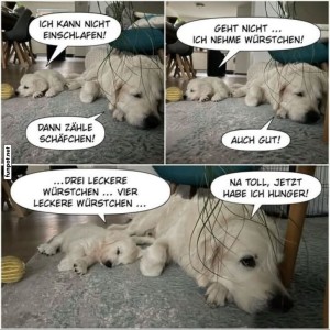 fun-Bild: Hunde beim Einschlafen: Witzige Idee