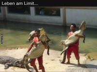 Mutige Begegnung mit Krokodilen