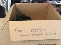 Katzenk�nig in der Papp-Festung