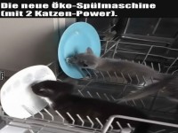 Katzen-Power Splmaschine 2.0