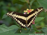 Koenigs-Schwalbenschwanz