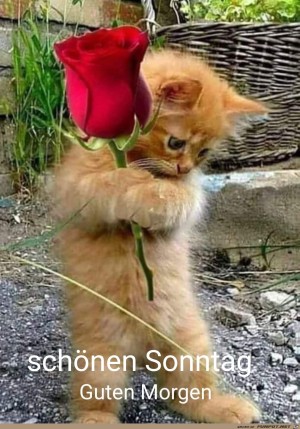 Schnen-Sonntag.jpg auf www.funpot.net