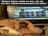Katze hat keinen guten Tag