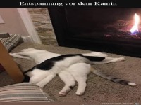 Chillende Katzen