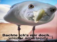 Dachte ich's mir