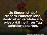 Warum Hhne den Tag laut beginnen