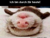 Entspanntes Frettchen am Ende eines Tages