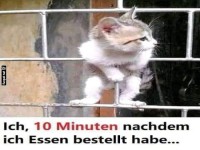 Warten wie ein hungriges Ktzchen