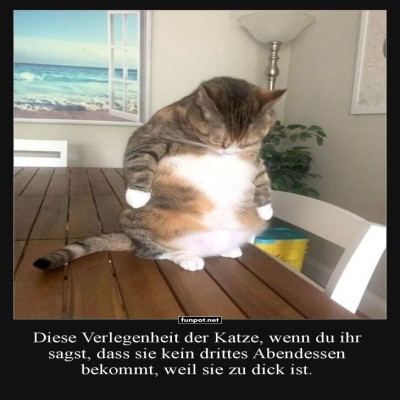 Katzen-Kummerspeck-Krise.jpg von Bela