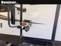 Der kreative Camper-Hund