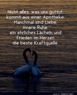 Wenn-Schw�ne-Weisheit-teilen.jpg auf www.funpot.net