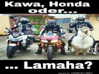 Motorradgang mit Llama-Kompanie