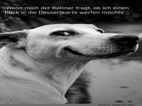 Wenn Hunde �ber Desserts nachdenken