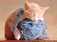 Katze mit einem Wollkn�uel