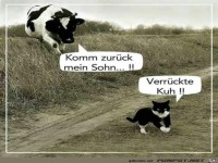 verr�ckte Kuh....