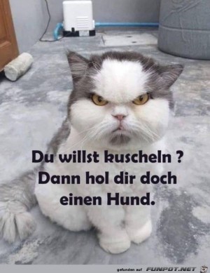 hol-dir-doch-einen-Hund.jpg auf www.funpot.net