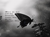 Weisheit eines Schmetterlings im Regen