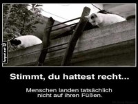 Katzenwitz �ber Menschen und Fallen