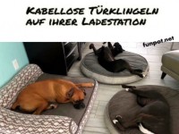 Schlafende Hunde als 'T�rklingeln'