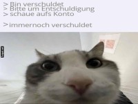 Lustige Katze mit finanziellem Humor