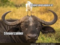 Wenn B�rokratie auf H�rner trifft!