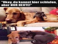 Einmal Hotel Hund, bitte!