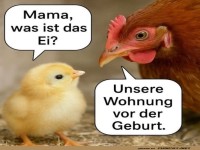 Nestgeflster: Fragt das Kken die Mama!